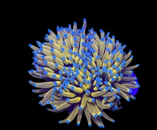 WYSIWYG Banana Torch Live Coral – LPS Frag Reef Tank