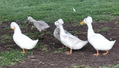 MIX BREEDS 12 Fertile Duck Hatching Eggs - Barnyard Mix