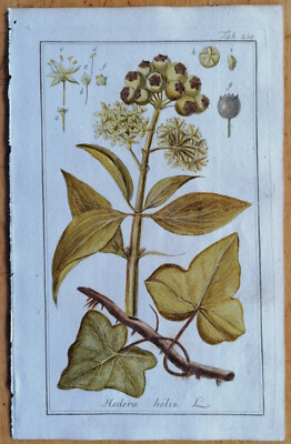 Ivy Hedera helix - Original Botanical Print Medicinal Plants by Zorn # 1796