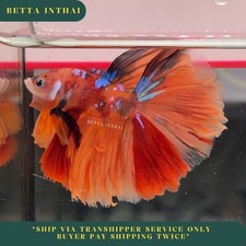 Live Betta Koi Nemo Halfmoon Male High Quality from Thailand 27J4