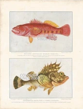 SCARLET ROCK COD FREEMANTLE DEVIL FISH C 1920 ART ILLUSTRATION PRINT