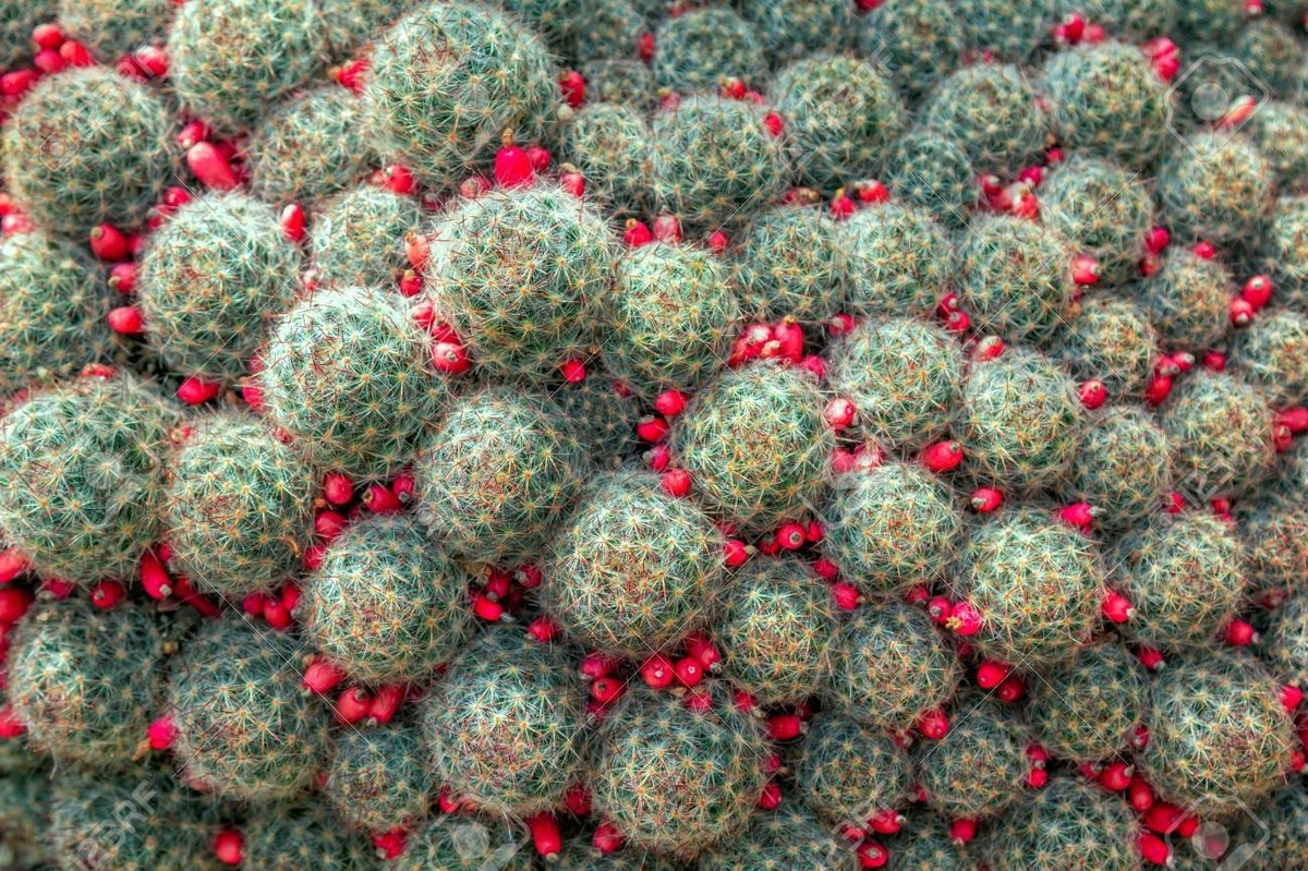 TEXAS NIPPLE CACTUS (Mammillaria prolifera) 10 seeds | eBay UK