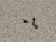 4 NOS Hampden 3/0 SR 9720 Balance Staffs