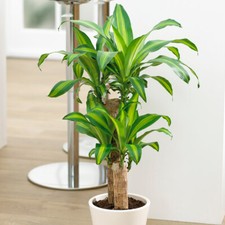 Houseplant, Indoor Corn Plant, Easy Care Dracaena, Air Purifying, 12cm Potted
