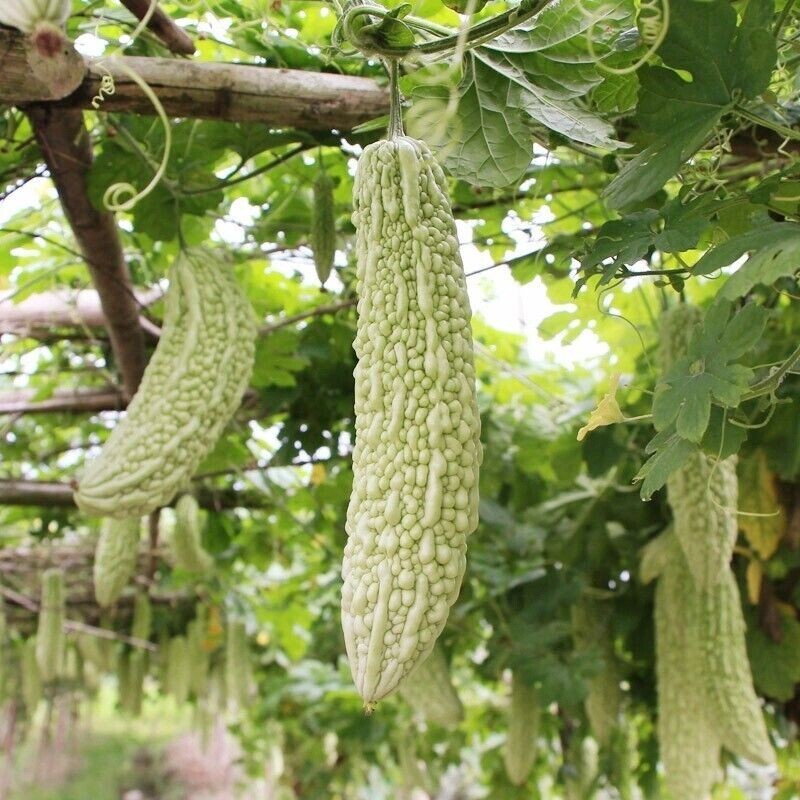 2 x White Bitter Melon plug plants /Bitter Gourd 中国稀有白玉苦瓜种苗2棵 eBay