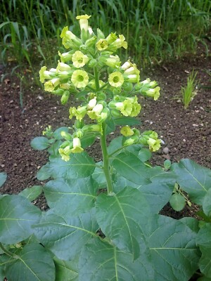 wild aztec tobacco AZTEC TOBACCO Seeds (Nicotiana rustica) Sacred Mapacho Hopi Tobacco 500+  SEEDS