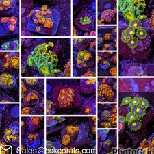 Lot Of 10 Zoa Frags Mixed Starter Pack Variety Zoanthid Paly Soft Coral LPS SPS