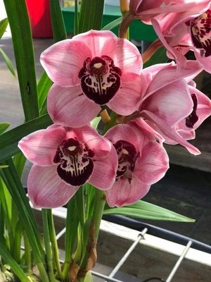 Imported Winter Preety Orchid Imported Flower Bulbs pack of 2