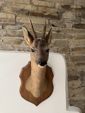 Taxidermy Roe Buck Shoulder Mount, Bought From A chateau in france