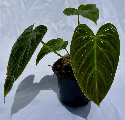 Philodendron Gigas – Velvet Climbing Aroid | Rare Collector Plant | Exact Plant