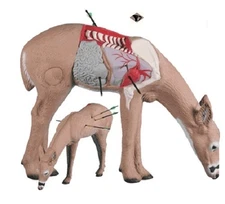 Rinehart Targets 10711 Anatomy Deer Archery Shot Placement Training Target