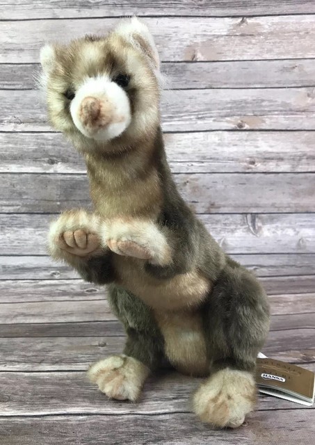 hansa ferret