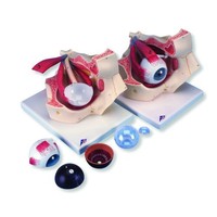 3b Scientific F13 7 Part Eye Model, 3 Times Full-size, 7.1 X 10.2 X 7.5, New, on sale 3b Scientific F13 7 Part Eye Model, 3 Times Full-size, 7.1 X 10.2 X 7.5, New, on sale