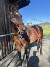 Bildschöner Wallach mit Potential