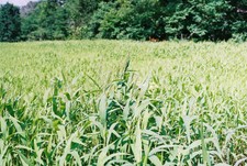 Brown Top Millet Seeds "Premium Florida Grown" 5 lbs.