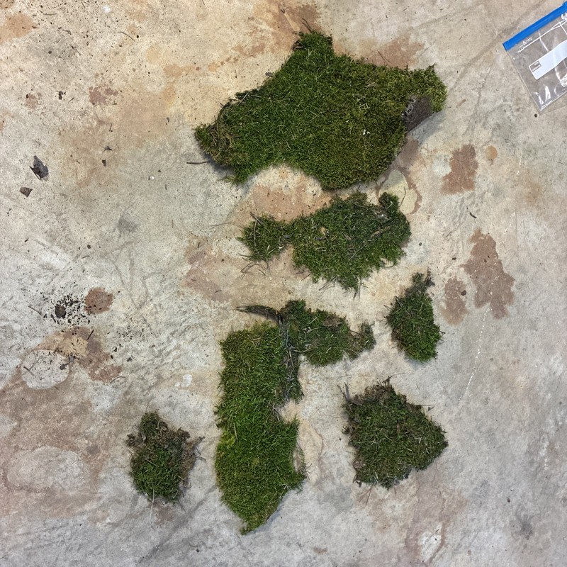 Green Fungus Moss Fresh. 5 Ounces New For Terrariums Plants Aquarium Decoration
