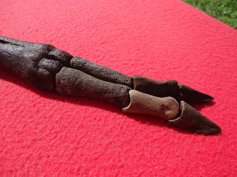 TOP QUALITY DEER LEG MOUNT FLORIDA FOSSILS ICE AGE BONES SKELETON TOOTH