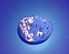 Fluorescent Sodalite Yooperlite  A Bright 4 Ounce Lake Superior Yooperlite.