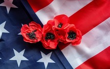 1000 Red AMERICAN LEGION (Corn / Shirley / Flanders) POPPY Papaver Rhoeas Flower