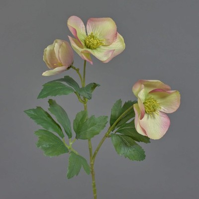 artplants Künstliche Christrose AKRAB, Creme-pink, 45cm, Ø5-8cm