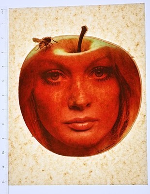 Original VINTAGE 1970s Heat Transfer | Surreal Woman Apple Face by Stan Herman