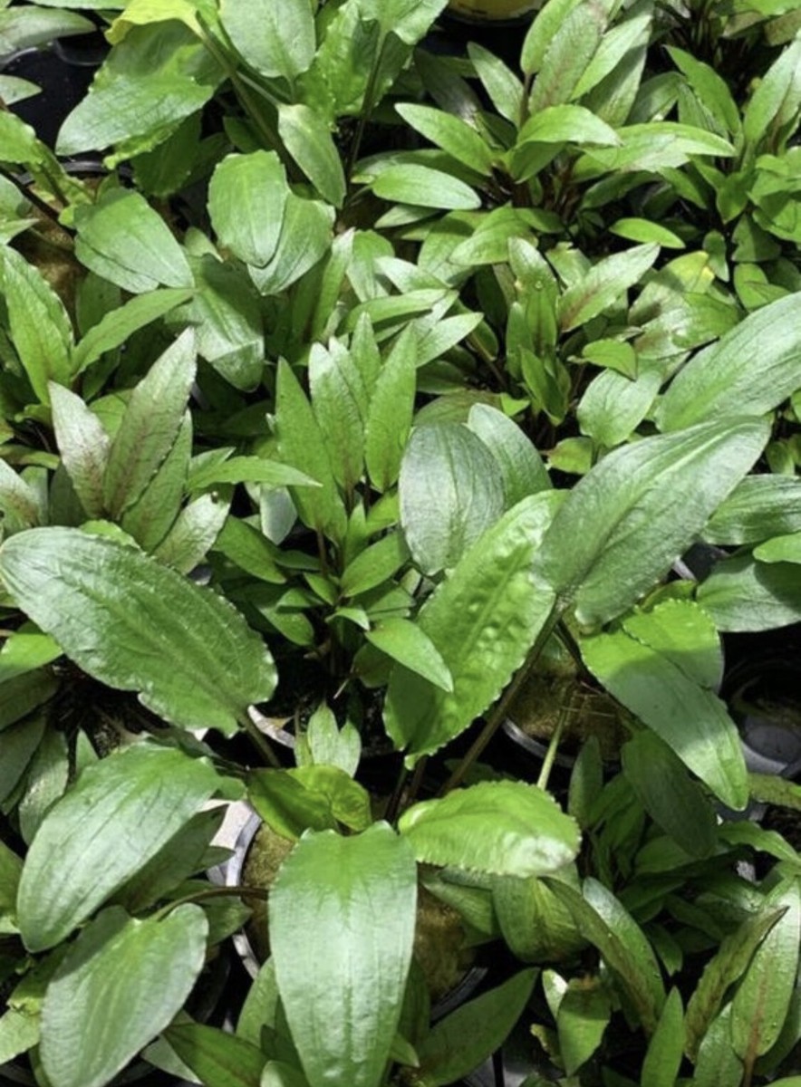 5 Cryptocoryne Wendtii Green Pots Crypt Wendtii Tropica Live Aquarium  Plants ✓ | eBay