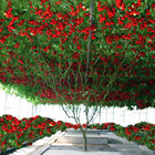 TOMATO GIANT ITALIAN TREE  10+ seeds   garden vegetable easy grow