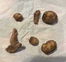 Amorphophallus allenii - 1 tuber