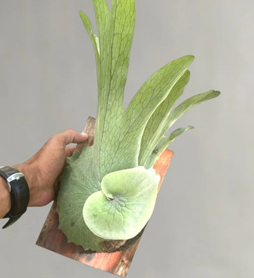 Platycerium Wandae Rare Exotic Jungle Plant