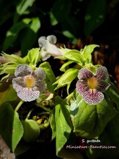 Sinningia Guttata s.e.e.ds, compact species Tariffs included