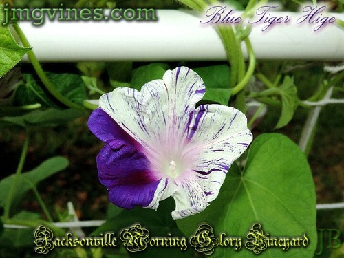 Blue Tiger Hige Ipomoea Purpurea Morning Glory 6 Qty - Picture 8 of 8