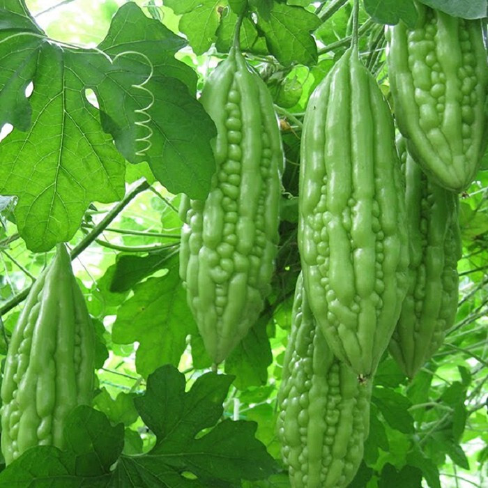 Babe Short Bitter Melon Seeds F1 , Khổ qua lùn. Non-GMO Heirloom