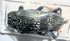 Sphingnothus insignis (?) MorF 33-35mm A1 or A1- from BULOLO PNG - #1813