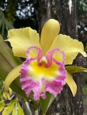 Rare Cattleya Orchid Off Yellow Flower Bulbs Imported Garden Pack of 2