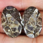 28.10 Carat. (14x23x04 mm) Natural TURRITELLA pair oval Cabochon Loose Gemstone