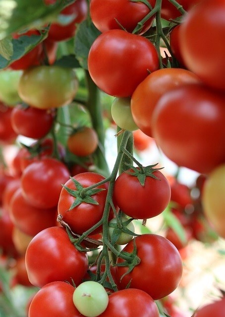 Honig-Tomaten immergrüner Bodendecker jetzt pflanzen Set Samen