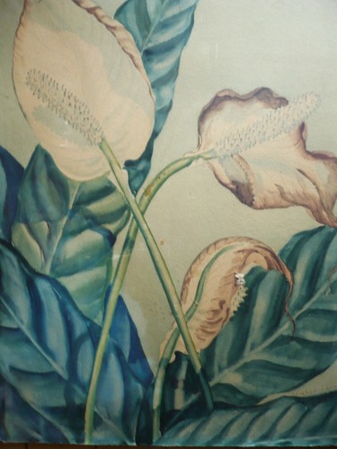 ROSEBUD LANE, LISTED, Early California RARE CALIF CA WATERCOLOR BOTANICAL FLORAL - Picture 3 of 10