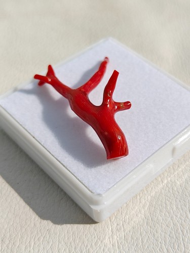 Bonsai Ramo Corallo Rosso Italiano Ramo per Fare Collana Stelle!IVF - Foto 6 di 8