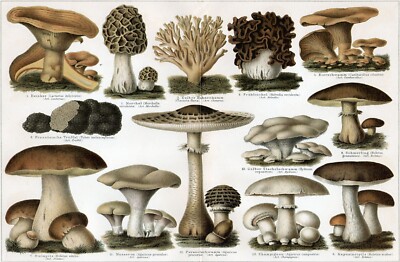 MUSHROOMS *2X3 FRIDGE MAGNET* FUNGUS PORTOBELLA SPORES MORELS TRUFFLES FOREST