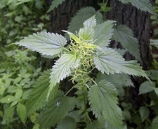 3000 Stinging Nettle Seeds - Urtica Dioica - Medicinal Plant - Deer Resistant 