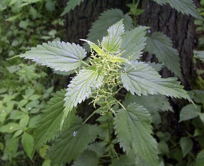 #ad 3000 Stinging Nettle Seeds Urtica Dioica Medicinal Plant Deer Resistant $5.99