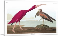 ARTCANVAS Scarlet Ibis Canvas Art Print by John James Audubon
