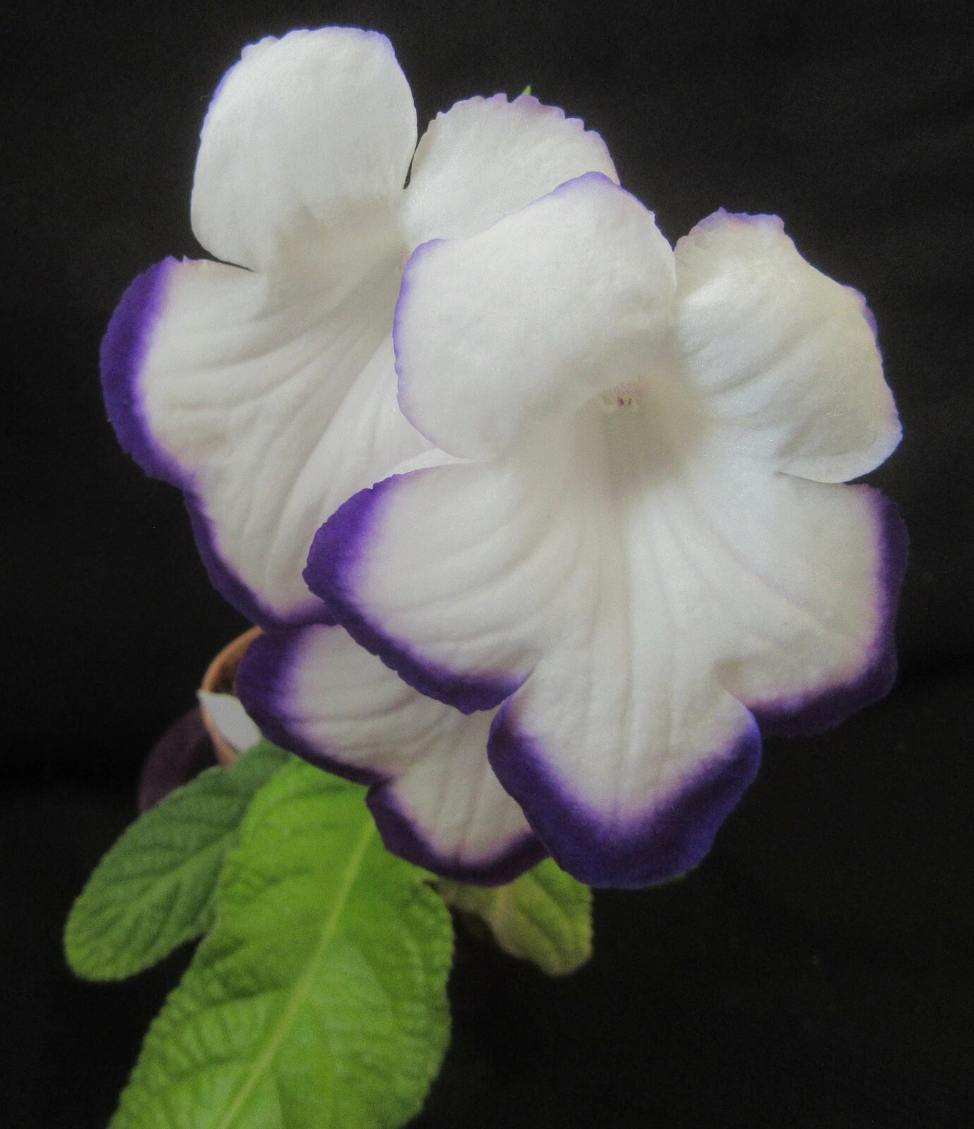 Streptocarpus Hybrid Seeds