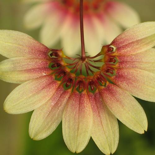 bulbophyllum daisy chain