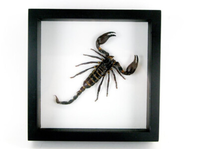 サソリ標本　scorpion　palaneus fulvipes Huge real scorpion - Palamnaeus fulvipes - in 3D black box