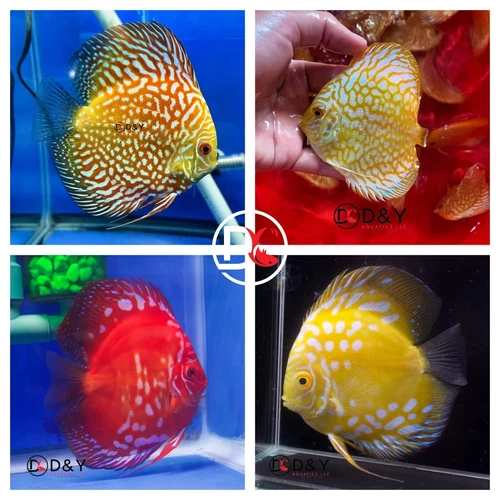 Pack of 4 Live  Discus Fish - Red & Yellow  pack -  Size 3.5in - 4in