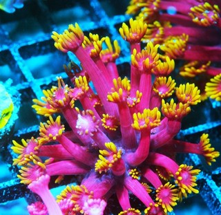 TSA Fantasia Goniopora Large Frag Zoanthids Zoa Paly SPS LPS Corals WYSIWYG