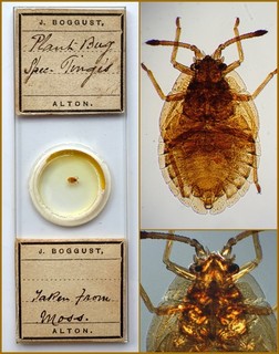 J.Boggust Antique Microscope Slide of a Plant Bug Taken From Moss