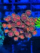 CE- WYSIWYG Morning Glory Rainbow Goni Frag - Live Coral Frag LPS SPS #RZF5