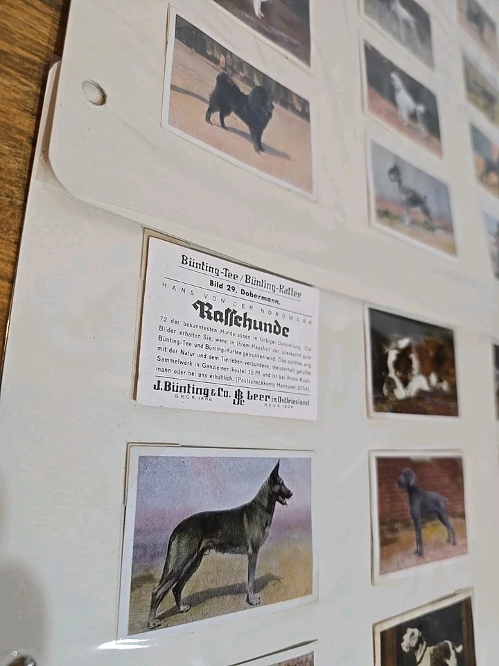 Lote de tarjetas coleccionables antiguas Bunting Tea & Coffee promocionales razas de perros (48) Foto 4 de 4